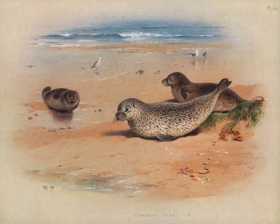 Foca Común de Archibald Thorburn